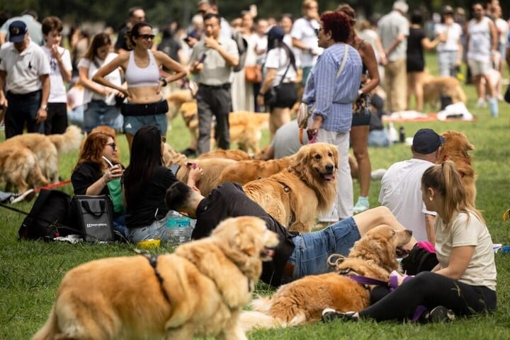 Fotó: AFP/Anadolu/Cristina Sille Ennyi golden retrivert még sosem láttak egy helyen