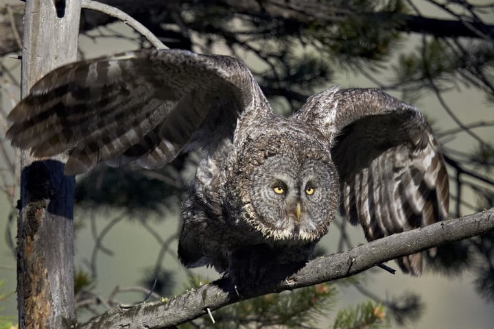 Fotó: AFP/robertharding/Robert Harding Premium/James Hager És akkor 130. – Szürke Bagoly