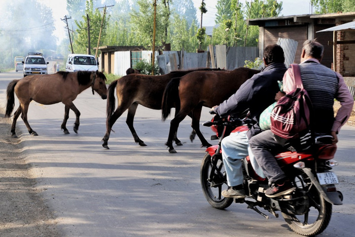 Sokkot okoznak a gazdátlan paripák
