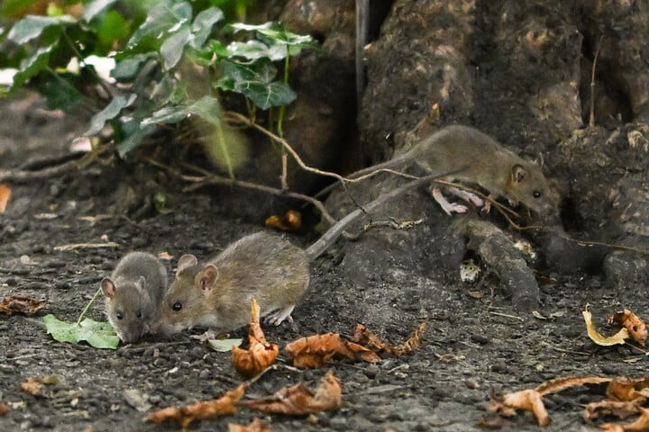 Fotó: NurPhoto via AFP/Artur Widak Új szemlélet a pestisről