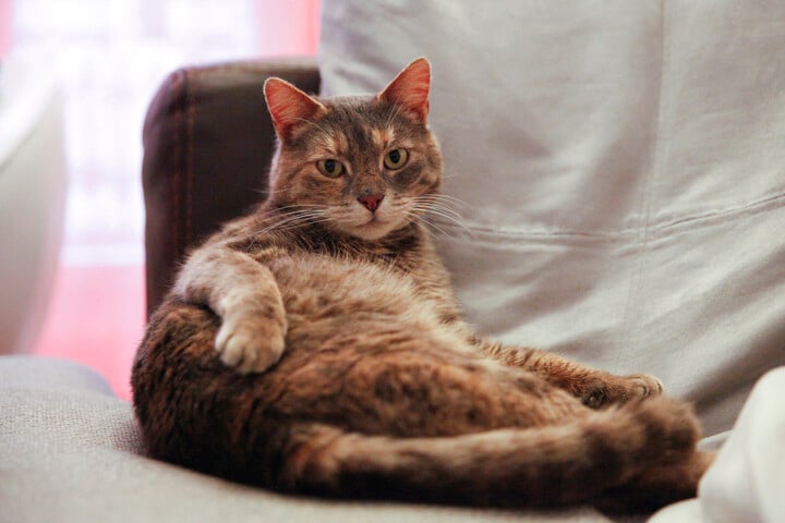 Fotó: Hans Lucas via AFP/Laure Boyer Cicadiéta 2.0?