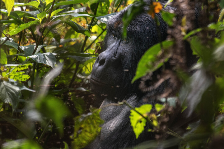Hominin kontra hominid: mi a különbség?