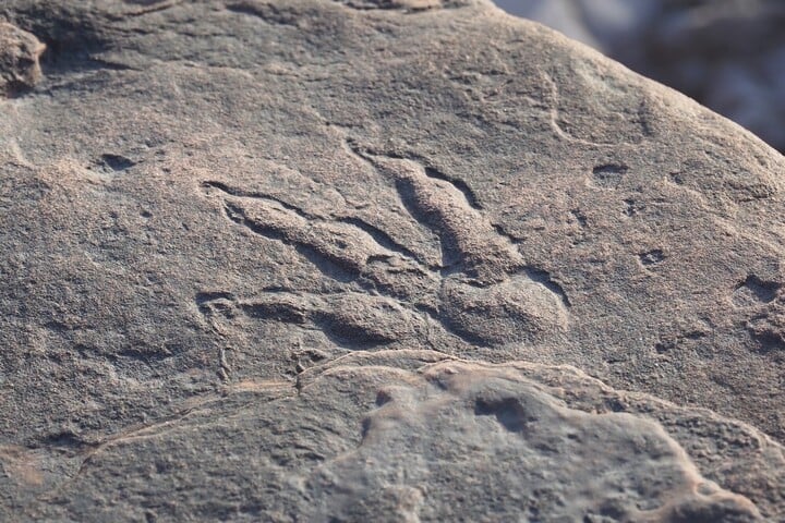 Rekord: 18 000 dinoszaurusz nyomot találtak Bolívia partvidékén