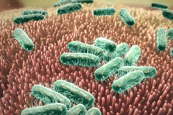 Miért öregíti a bőrét a bélrendszer zavara