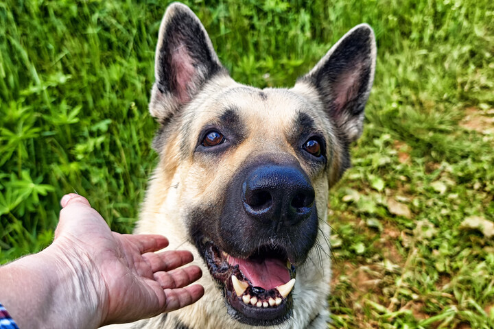 A kutyák érzik, hogy hazamegy – jóval azelőtt, hogy ott lenne