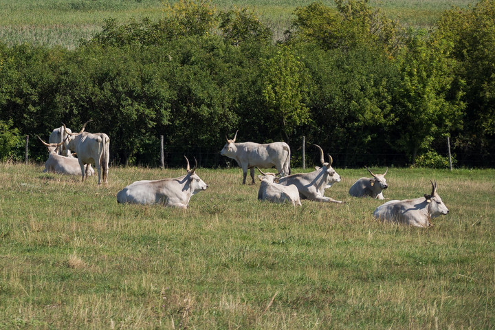 Fotó: MH-archív/Papajcsik Péter Fejlesztésbe kezd a Körös-Maros Nemzeti Park