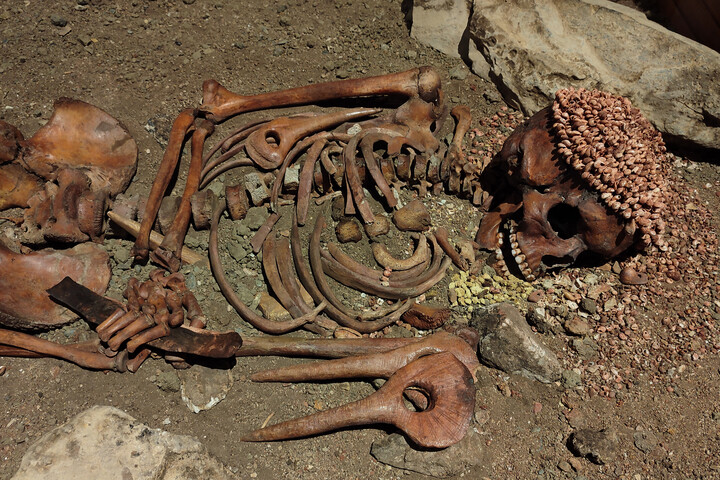 A „Herceg” néven ismert, szörnyű módon megcsonkított csontváz rejtélye