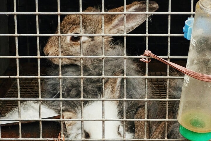 Telepatikus fegyver lett volna a szovjet nyúlkísérlet?