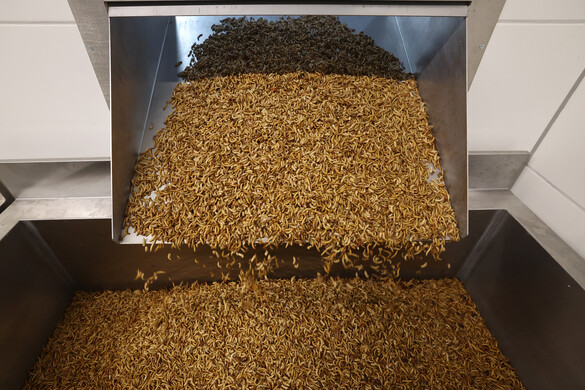 Jön az ukrán rovarliszt