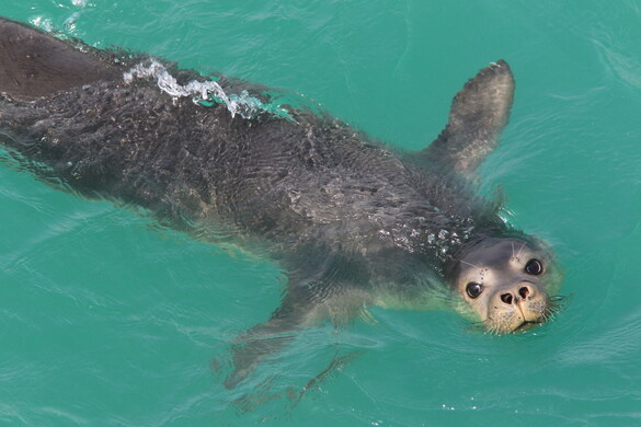 Ezer euró egy fóka nyugalmáért