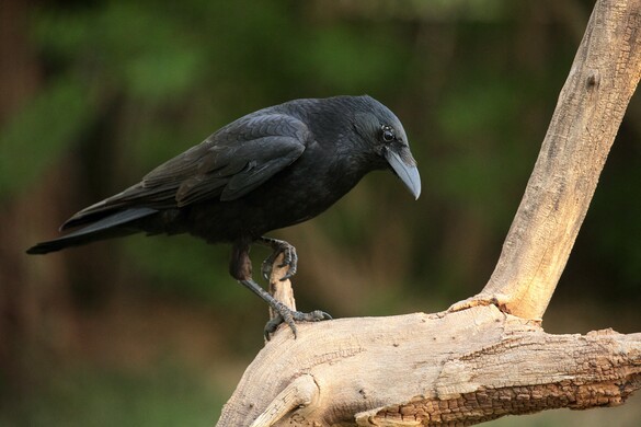 A varjak sokkal tovább tudnak haragudni, mint Ön