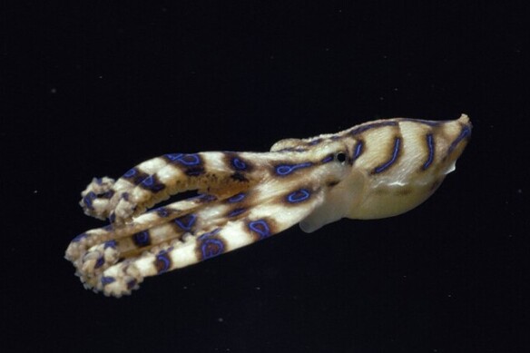 Édes kis, színes polipot talált egy férfi, hajszálon múlt az élete