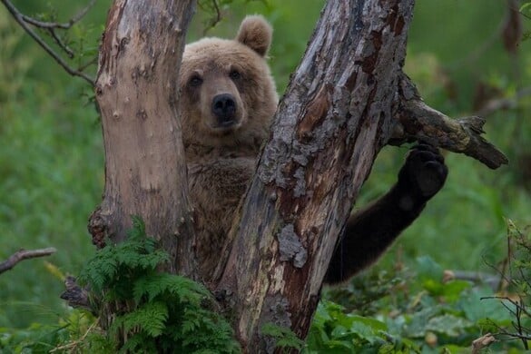 A medvék közé lőne az RMDSZ