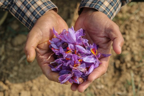 Fotó: AFP/NurPhoto/Firdous Nazir A világ legdrágább fűszere