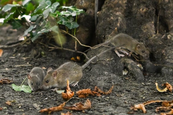 Új szemlélet a pestisről