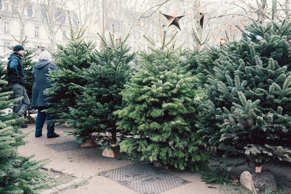 Nem csak a retek, a fenyő is lehet aszott vagy friss