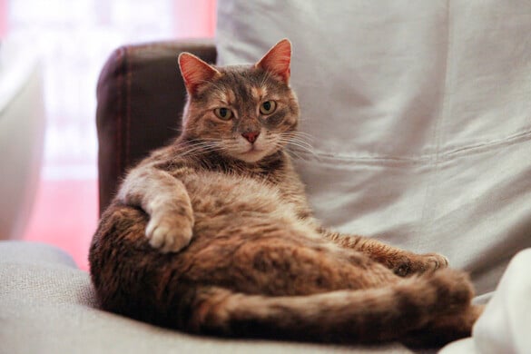 Fotó: Hans Lucas via AFP/Laure Boyer Cicadiéta 2.0?