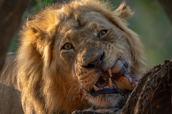 Fotó: NorthFoto Ennek a fickónak 6000 évvel ezelőtt oroszlán harapta meg a fejét – de túlélte