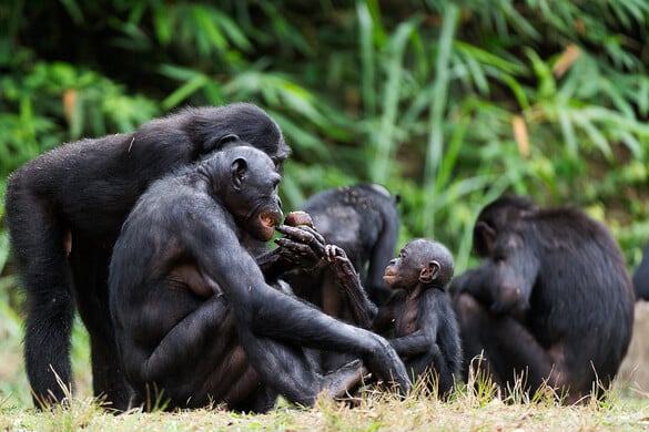 A tudósokat meglepte, hogy az emberi agy hogyan reagál a főemlősök hangjaira