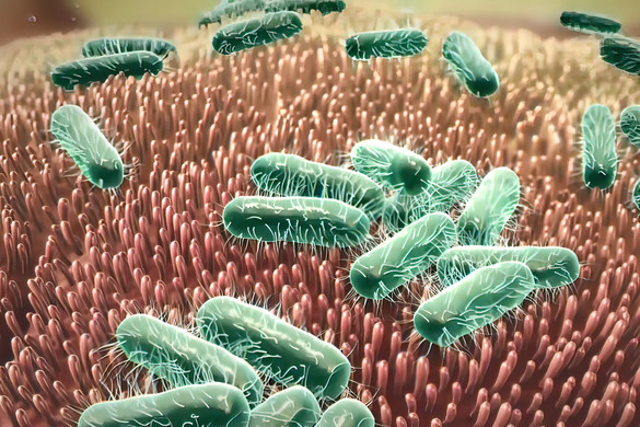 Miért öregíti a bőrét a bélrendszer zavara