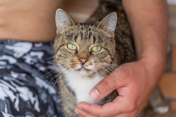 A macskák kétszer annyit nyávognak a férfiaknak