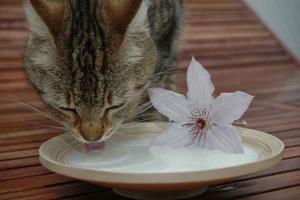 Fotó: NorthFoto Adhatunk tejet a macskának?