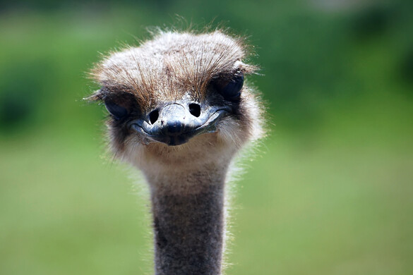 Fotó: Northfoto Öt érdekes tény a struccokról