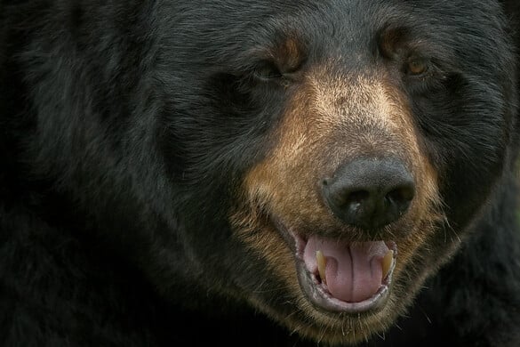 Fotó: NorthFoto Sokkoló jelenet játszódott le a kínai Safari Parkban + VIDEÓ