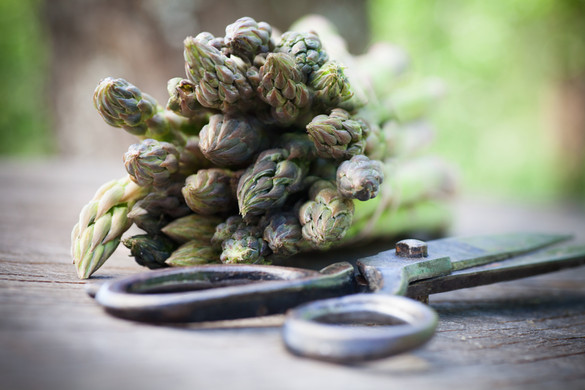 Kiknek nem szabad spárgát enniük?