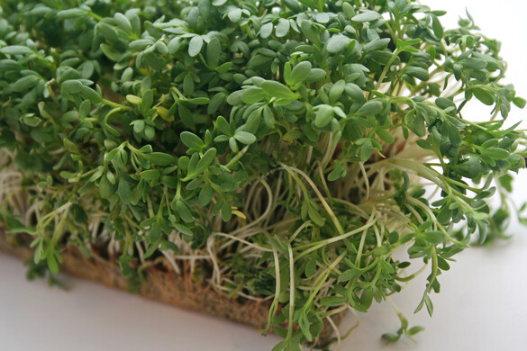 Ez a világ legértékesebb zöldségének elismert növény