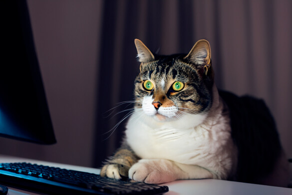 Hogyan állapíthatjuk meg, hogy a macskánk okos-e?