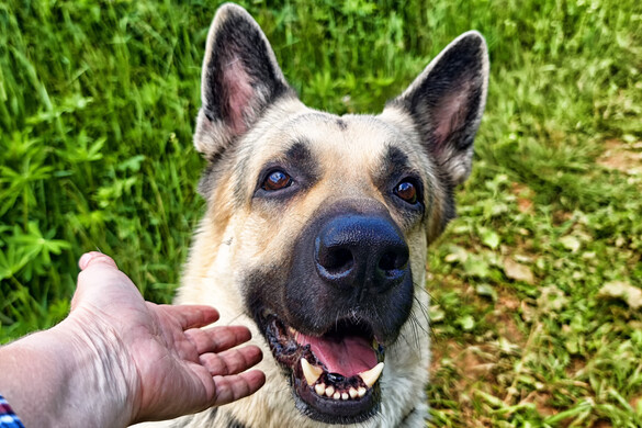 A kutyák érzik, hogy hazamegy – jóval azelőtt, hogy ott lenne