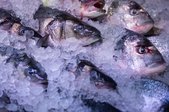 Magyar halból idén sem lesz hiány