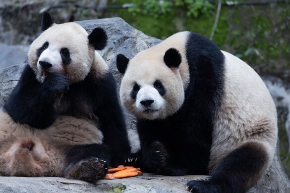 Japánból „eltűnnek” a pandák