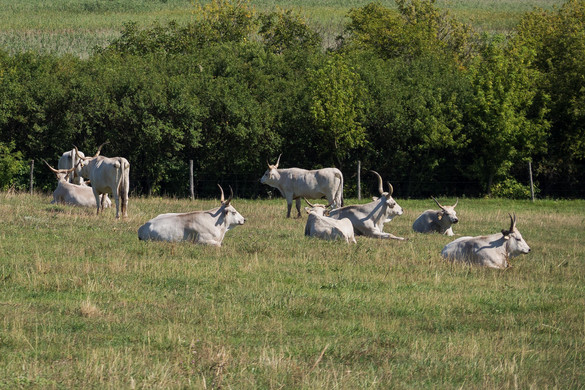 Fejlesztésbe kezd a Körös-Maros Nemzeti Park