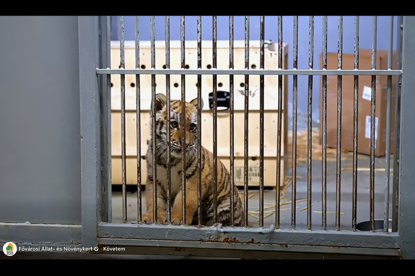 Tigrist találtak egy tiszafüredi házban + VIDEÓK