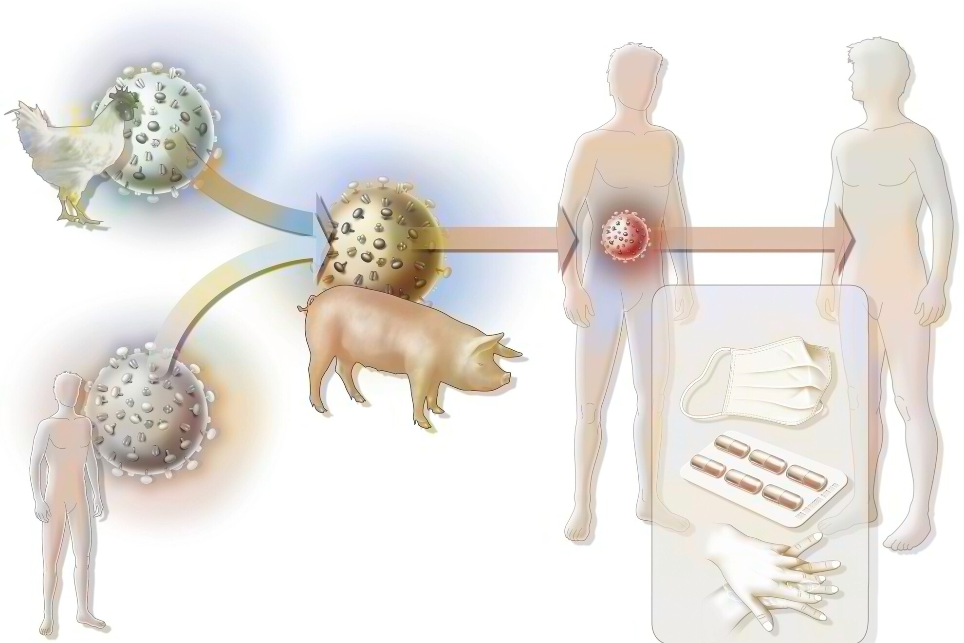 Az Influenzavírus-fertőzés feltételezett eredete.