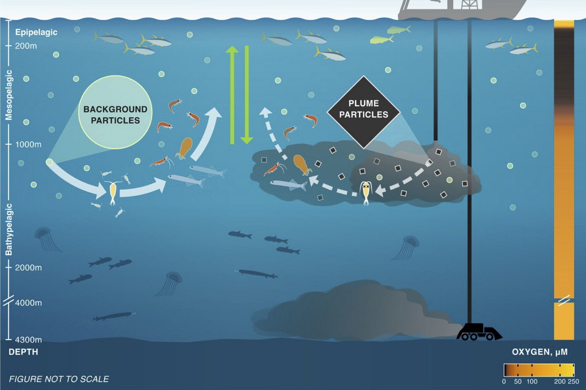 Illusztráció a vízközeli hatásokról.  A mélytengeri bányászat veszélyezteti a létfontosságú tengeri élővilágot az óceán „alkonyzónájában” – derül ki egy új kutatásból. A megállapítások „sürgető aggodalmakat” vetnek fel a tudósok szerint a nagymértékű kereskedelmi bányászat erős környezetvédelmi biztosítékok nélkül folytatódó hosszú távú hatásokkal kapcsolatban.