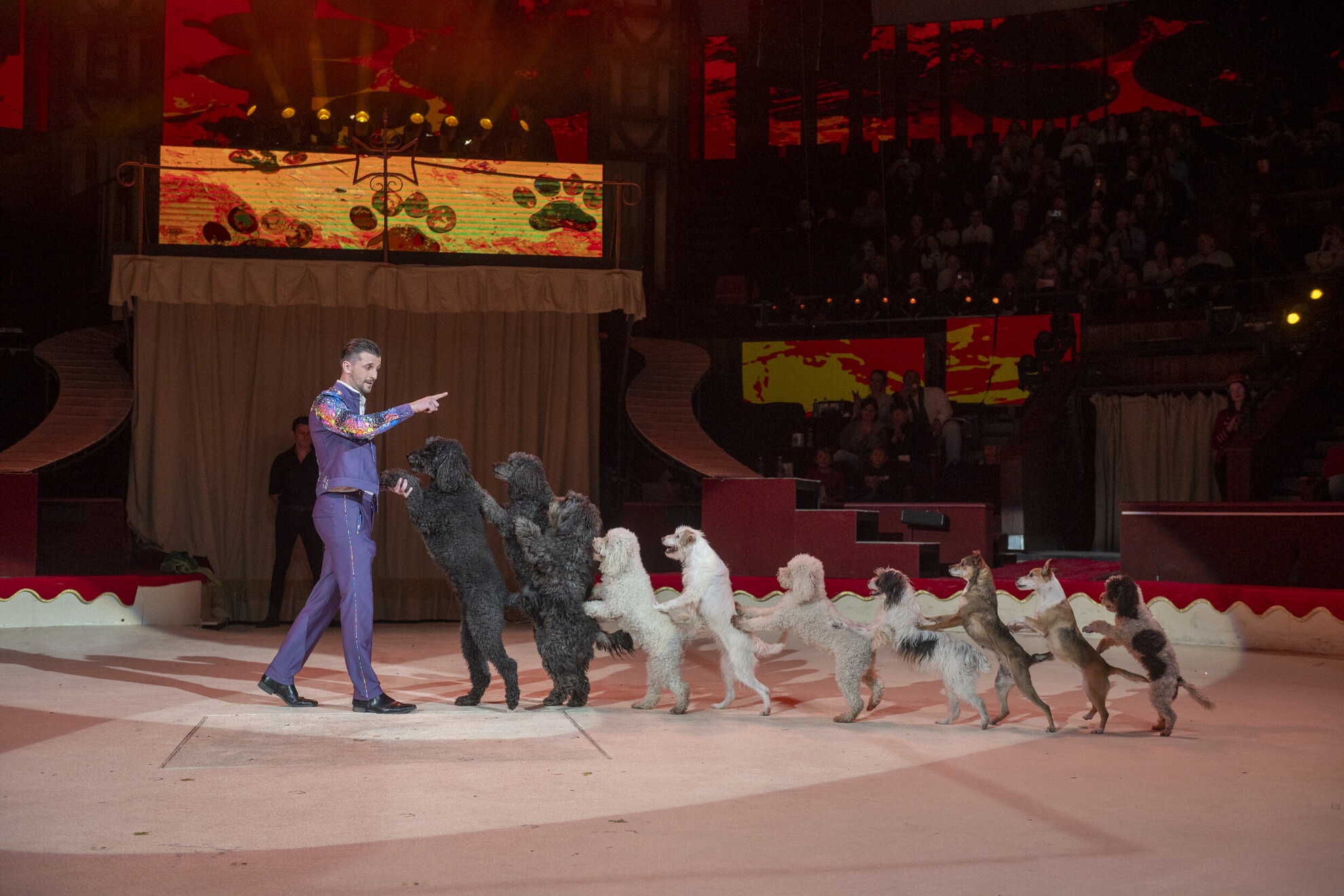 Thomas Lacey és a kutyusok