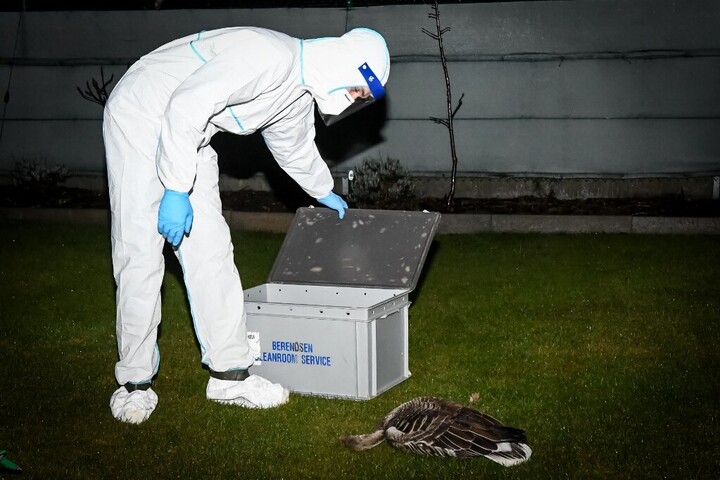 Békés vármegyében is megjelent a madárinfluenza