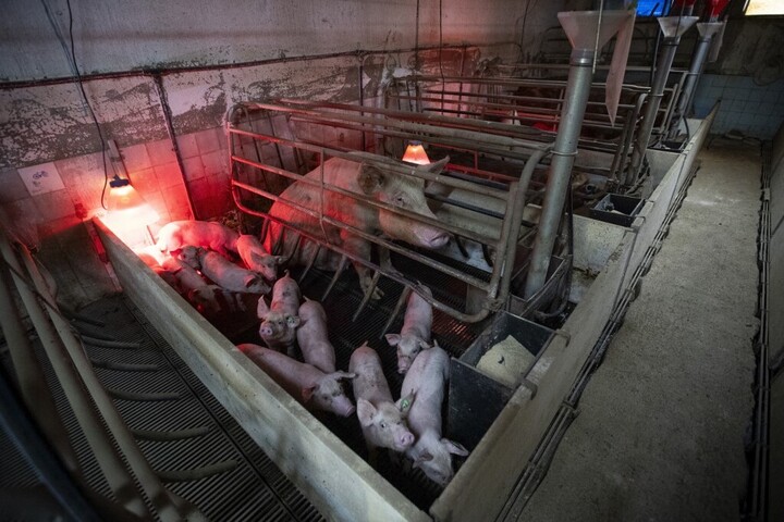 Járványügyi zárlatot rendelt el a Nébih