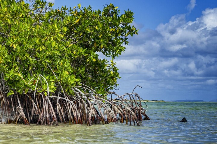 Pert nyert Hollandiával szemben egy karibi sziget