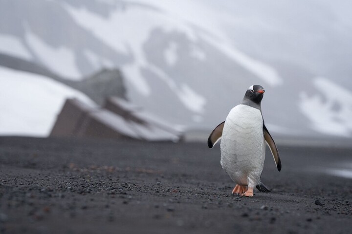 Miért hódította meg az internetet a „nihilista pingvin” mém?