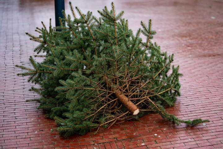Miért éppen vízkeresztkor bontjuk le a karácsonyfát?