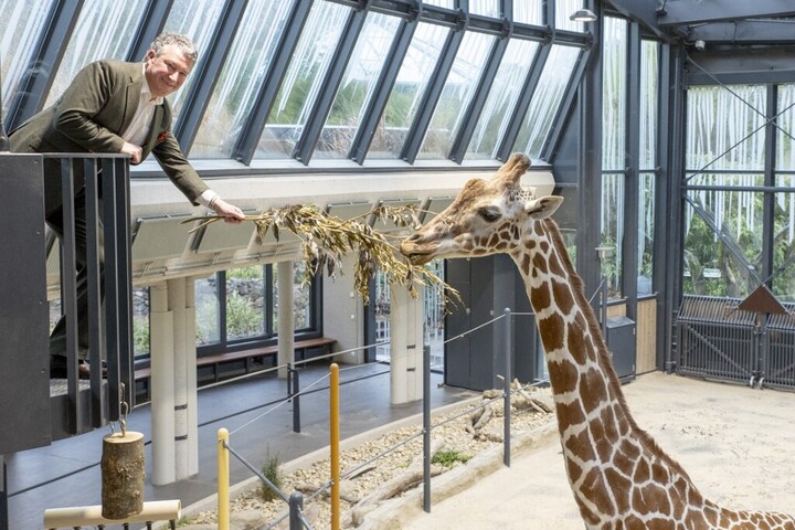 Jó étvágya van a bécsi pandáknak