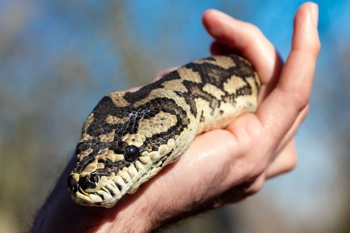 Piton ült éjszaka a várandós nő mellkasán