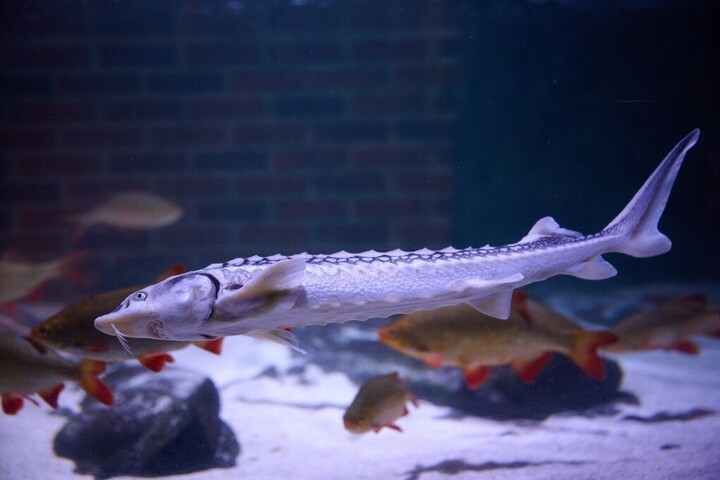 Győzött a vágótok