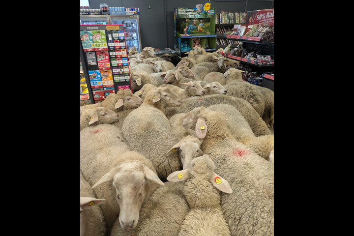 Juhok rohantak le egy bajor szupermarketet – VIDEÓ