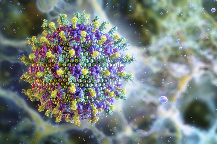 Nipah-riasztás: ezt tudni kell a vírusról és a magyar helyzetről