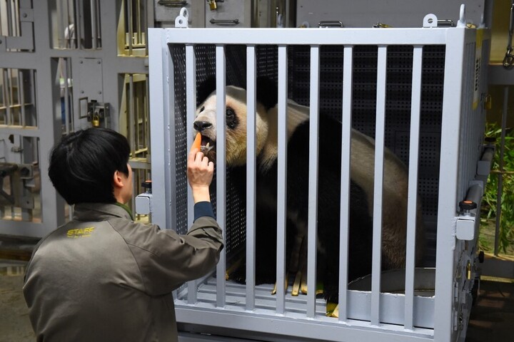 Panda nélkül maradt Japán